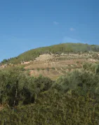 Bataille du Mont-Thabor