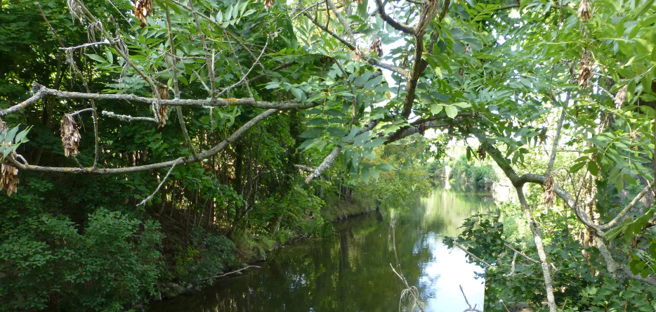 The Spree River near Bautzen