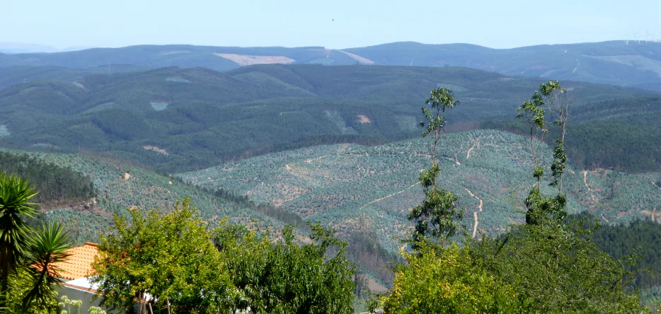 Le champ de bataille de Buçaco, vu depuis le moulin de Sula