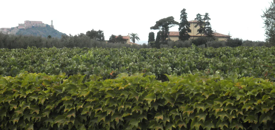 Vineyards of Tenuta La Chiusa