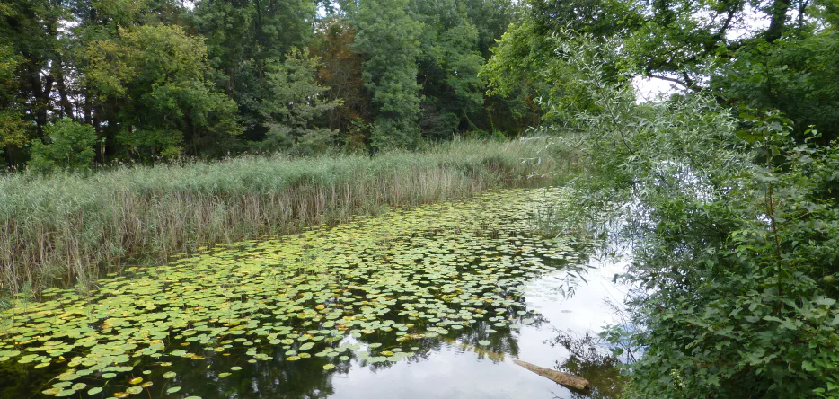 Un des multiples petis bras de Danube, sur l'île de Lobau