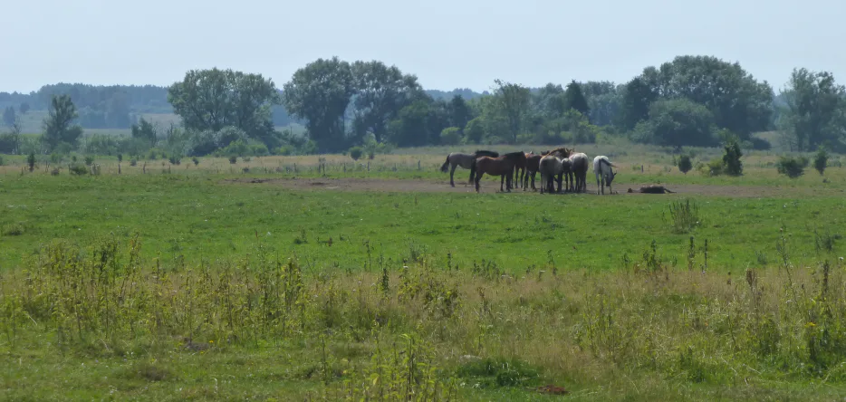 The battlefield near Kutschitten