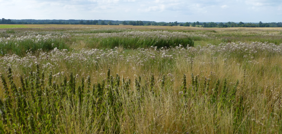 Le champ de bataille près de Postehnen