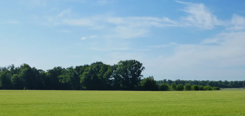 Le bois d'Ajou, au nord de Chaumesnil