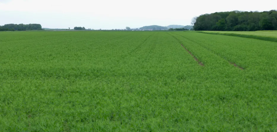 The plain of Athies