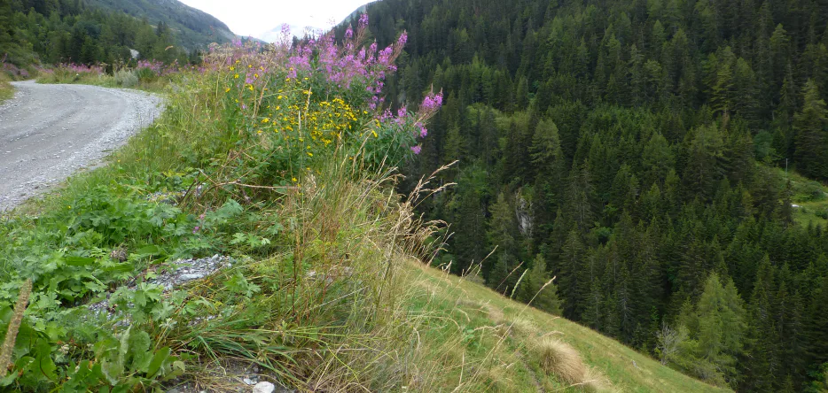 The ravine on the right of the old road leading to Proz