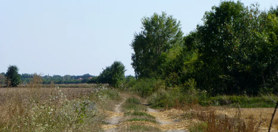 Champ de bataille de Pułtusk : l'ancienne route de Makow