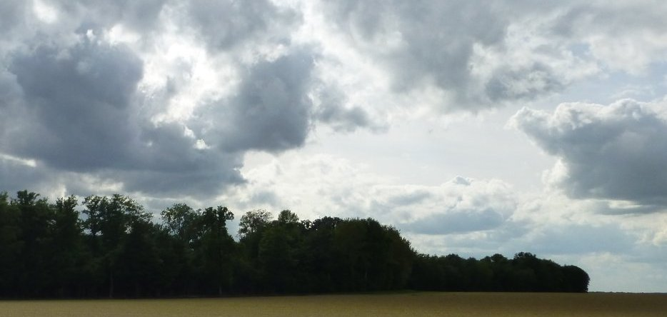 Le bois de Beaumont, au sud-ouest de Vauchamps Le bois de Beaumont, au sud-ouest de Vauchamps