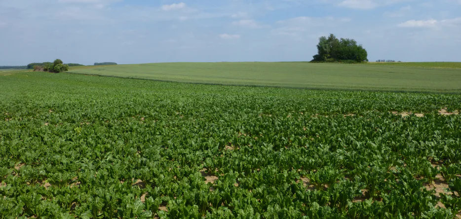 Emplacement probable de la Grande Batterie