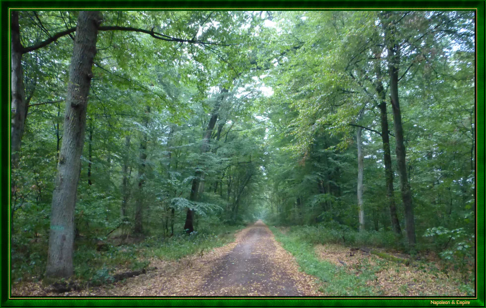 Un chemin dans la forêt de Lamboy