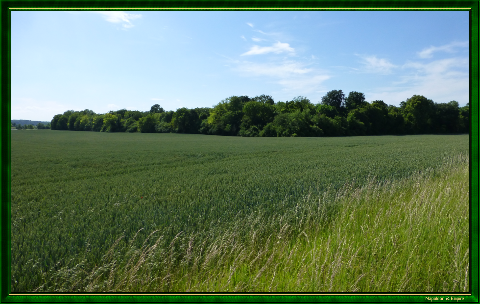 Beaulieu wood