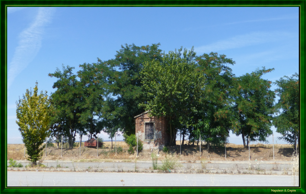 Poggi 's plane tree